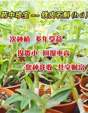 供应铁皮石斛
